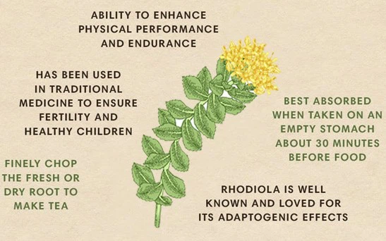 Rhodiola rosea extract benefit