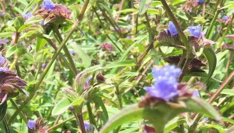 なぜエクジステロンパウダーは、そうパプリムである?