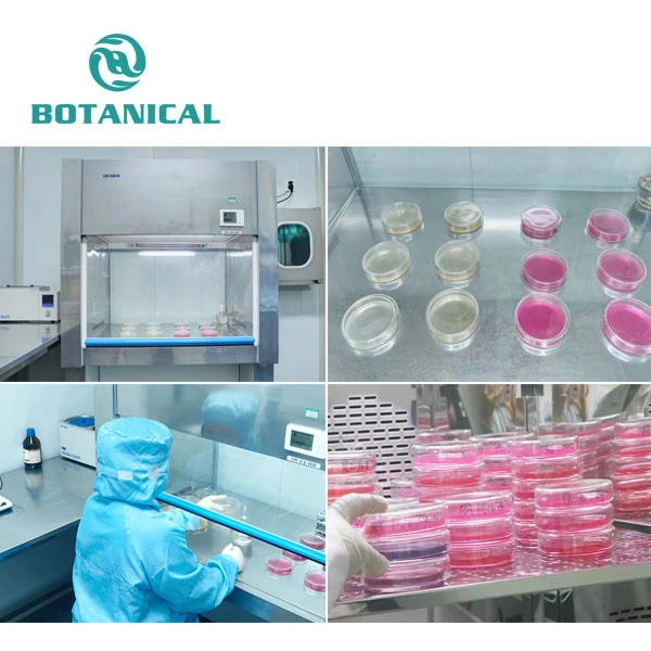 NMN Bulk Powder factory