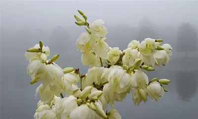 ユッカエキスとは何ですか？